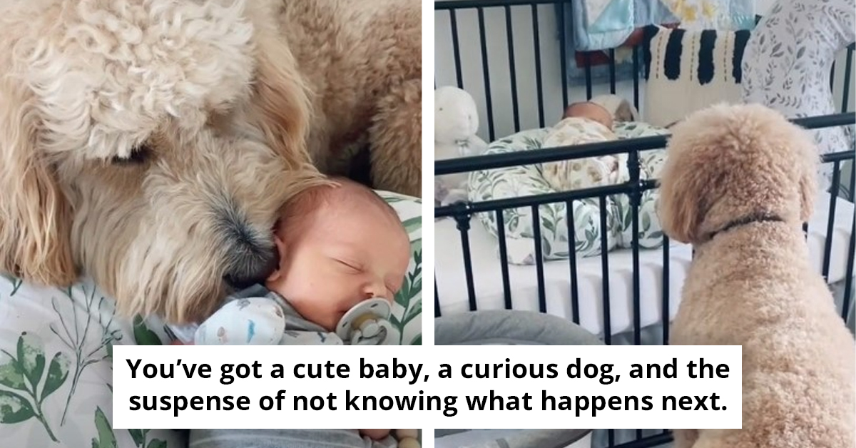 This Goldendoodle’s Heartwarming First Encounter With His Baby Brother Will Melt Your Heart In Seconds