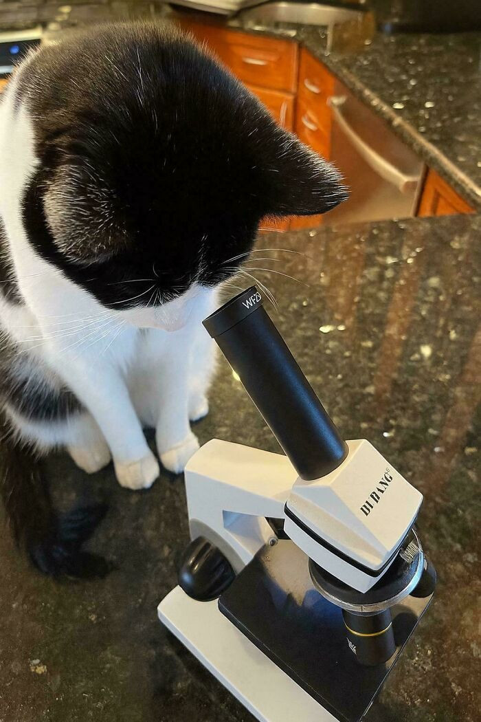 "Biologist Kitty"