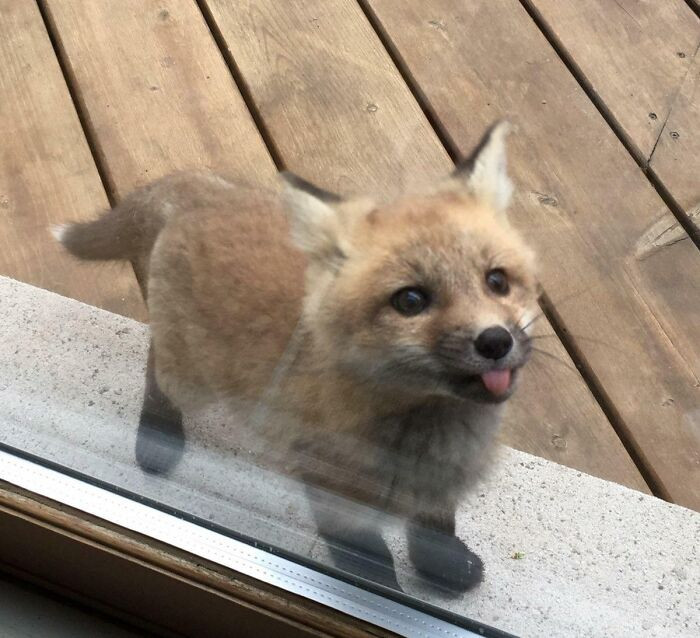 1. A Baby Fox Showed Up To Say Hi At My Grandmother's House