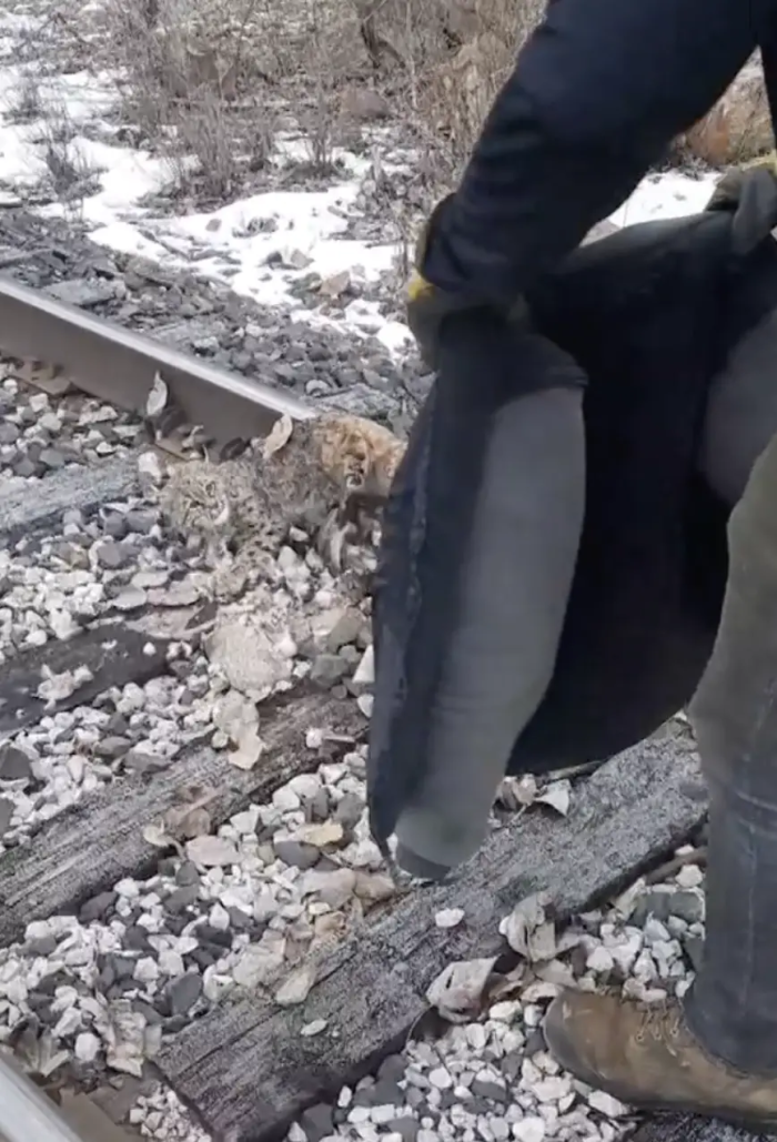 They managed to separate the bobcat from the frozen tracks, and a disaster was avoided