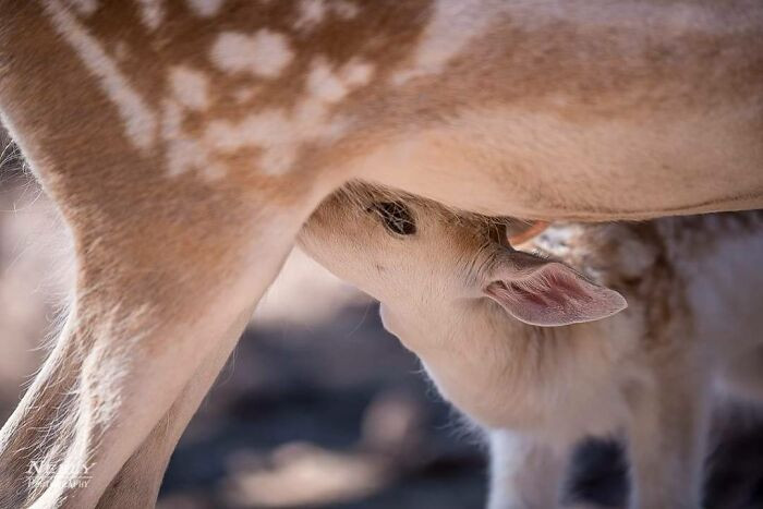 "Baby fallow deer nursing."