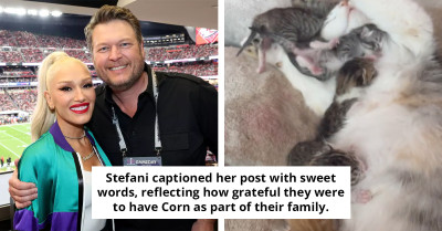 How Gwen Stefani And Blake Shelton Nursed A Near-Dead Kitten Back To Health And Into Their Hearts