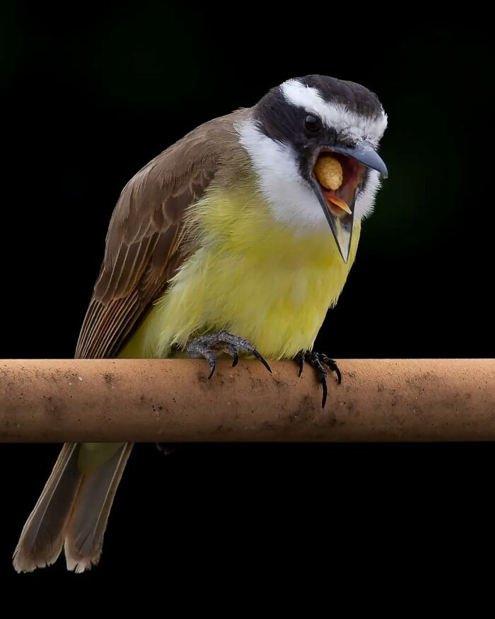 Great Kiskadee