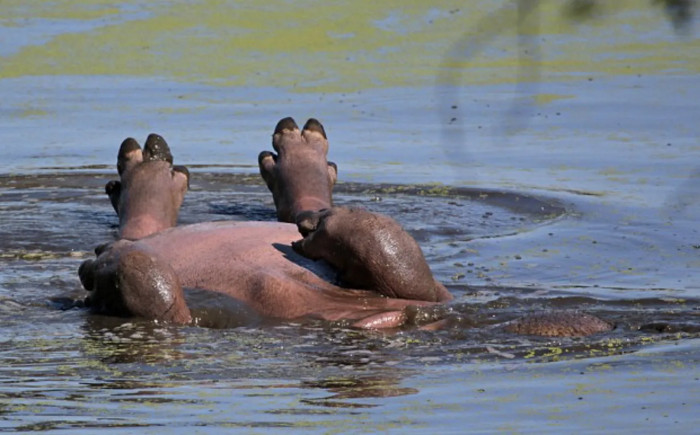 52-year-old Cilliers was visiting the area with her family when she spotted a hippo while it was resting in this strange way.