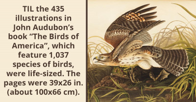 John Audubon’s Book “The Birds of America” Features 435 Illustrations Of Life-Sized Birds On 39x26 Inch Pages