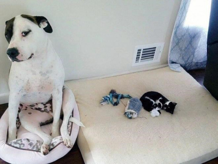 14. Human, so you'll just stay there and watch this happen???