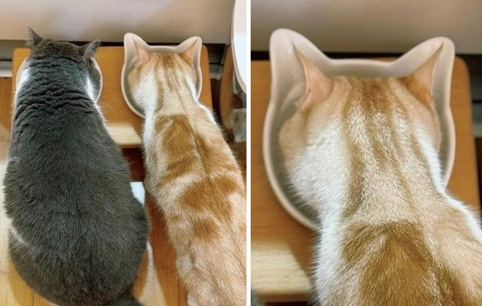 45. Crime duo caught at the buffet—again.