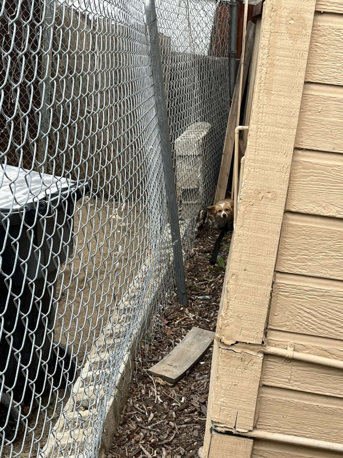 The corgi refused to move after the couple tried to approach him; the little guy was too scared.