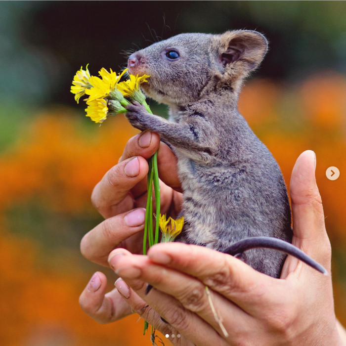 A sweet gesture from this baby Quokka