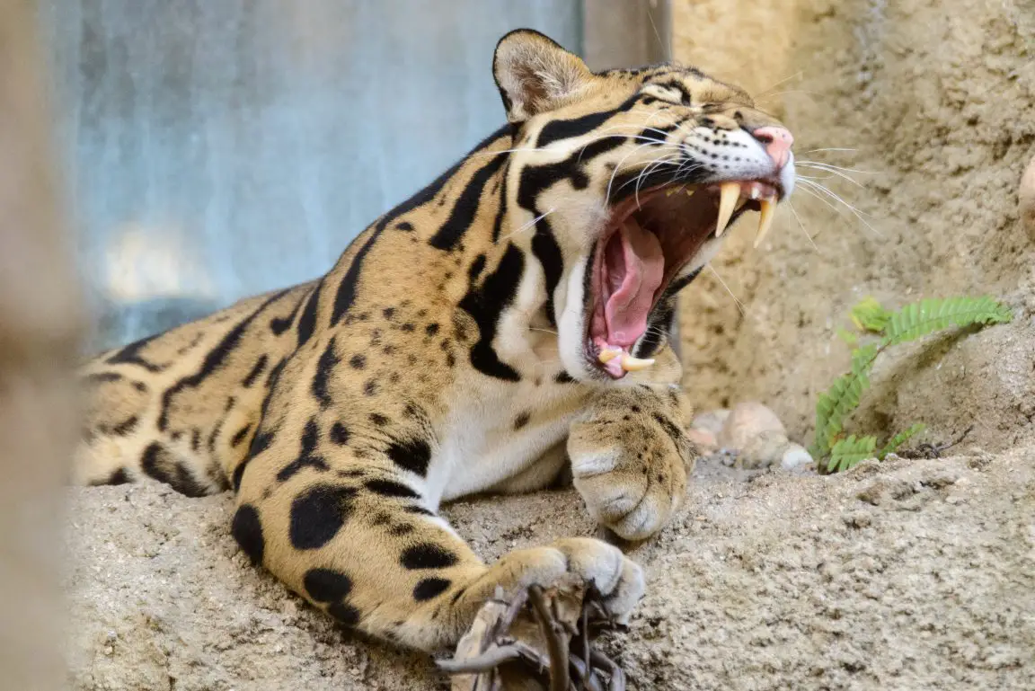 Clouded leopards are classified as vulnerable due to habitat loss, poaching, and the illegal wildlife trade.