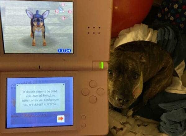 45. “Found My Old Nintendo DS And Nintendogs And I’ve Been Screaming At The Fake Dog To Sit For 15 Min”