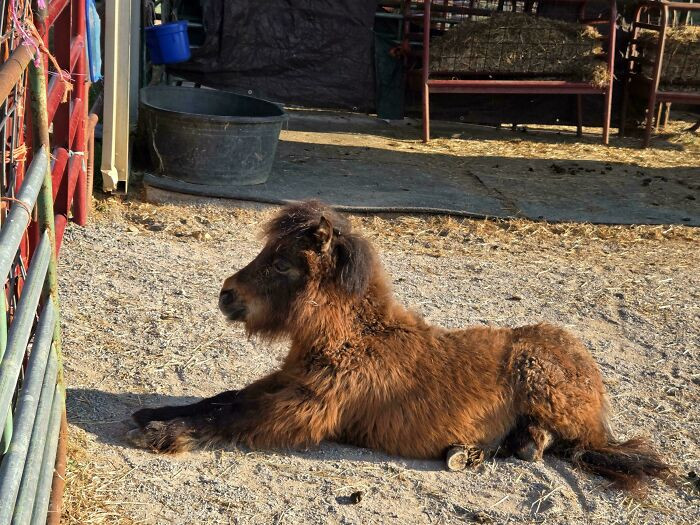 11. A Baby Miniature Horse We Have At Our Rescue Right Now