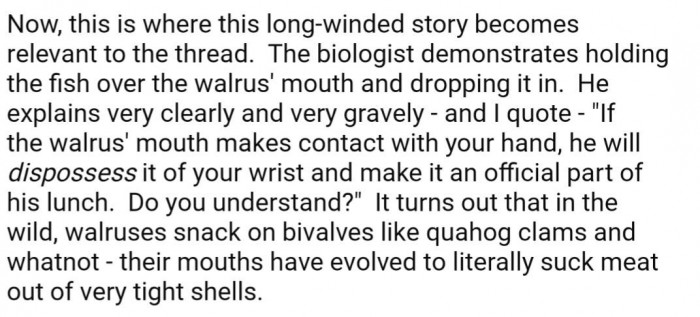 "If the walrus's mouth makes contact with your hand, he will dispossess it of your wrist and make it an official part of his lunch."