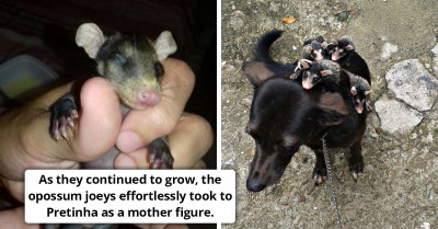 After A Hit And Run Killed Their Mother, Baby Opossums Found Are Adopted By The Sweetest Pup