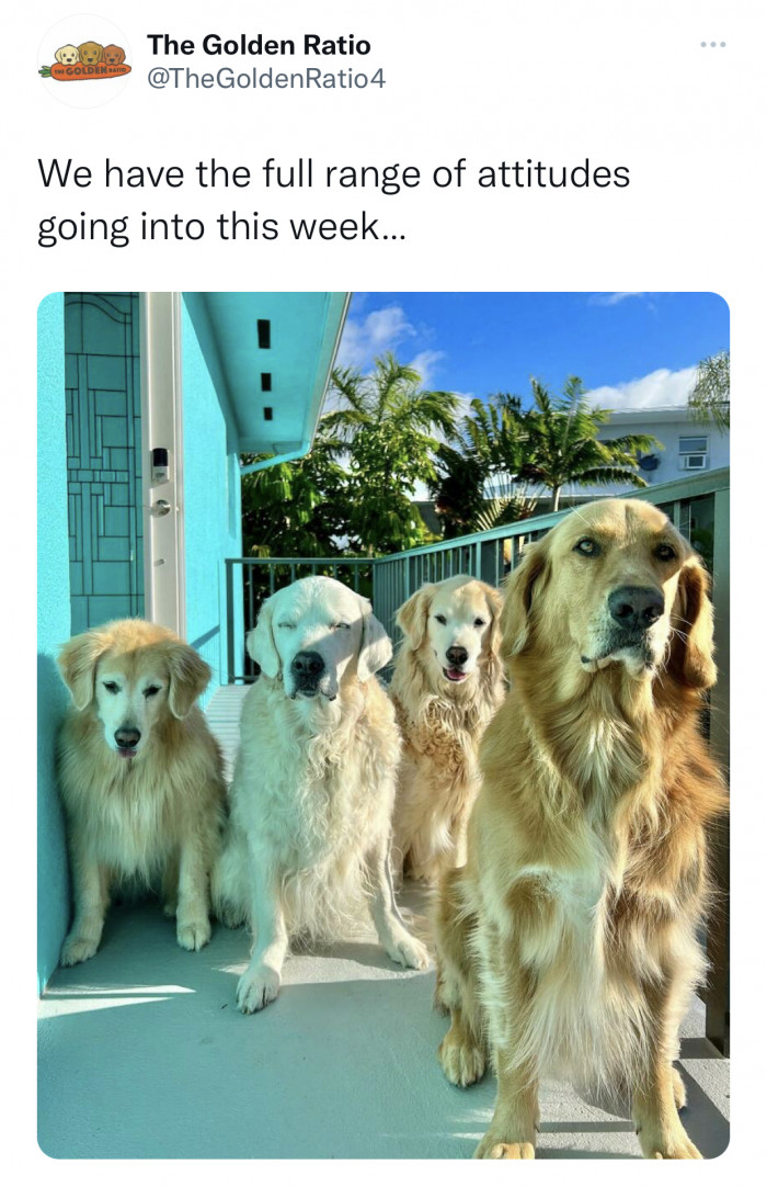 20. Maybe they just don't like having their picture taken.