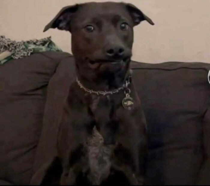 "My Dog Has Been Turned Into A Meme Because Of Her Very Judgmental Face"