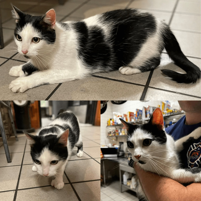 12. Cat with extra toes.