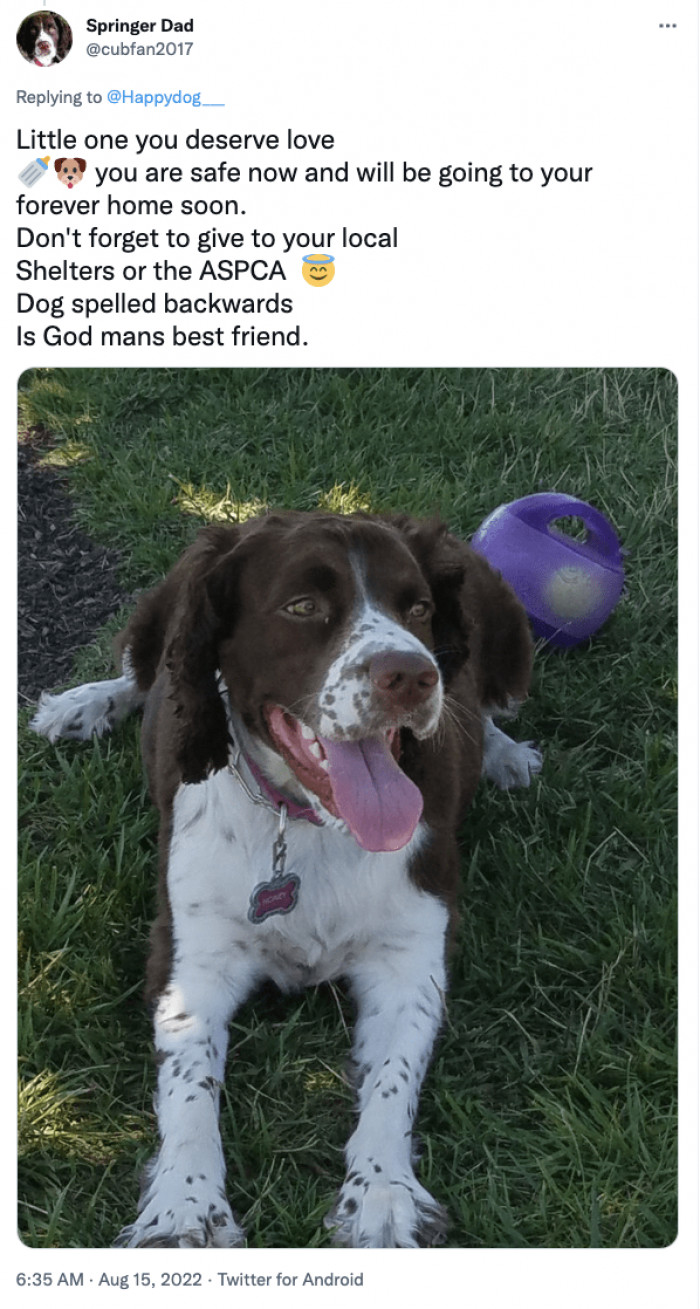 7. Dogs are truly the best friends of God and man