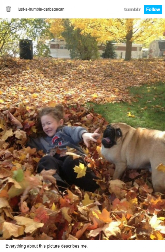 9. Look at this canine's stupefied face.