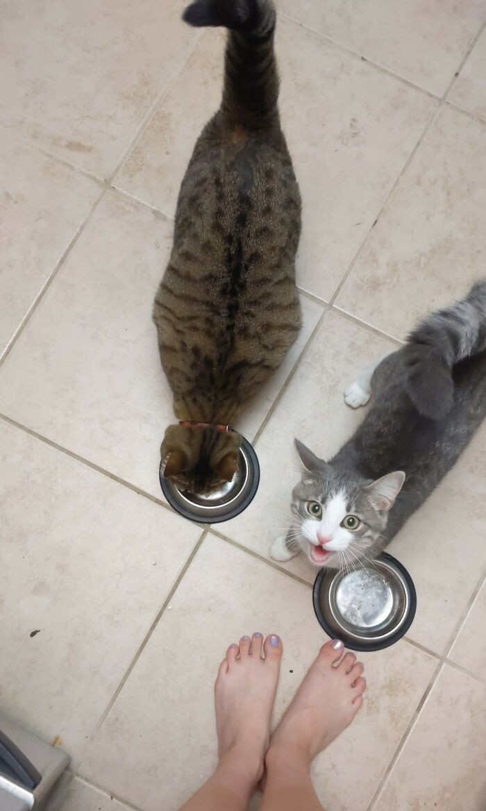 44. Gizmo (right) isn't happy that Mochi (left) is getting an extra.