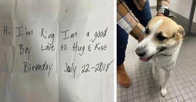 Adorable Dog Found Abandoned At Burger King, Owner Unaware Family Left Him While She Battled Health Issues