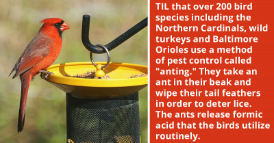 Online Community Is Amazed By How Some Bird Species Use Ants To Their Benefit