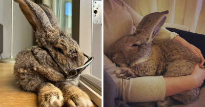 Meet Guus, a 22lb Giant Flemish Rabbit, Whose Size and Dog-Like Personality Make People Fall in Love with Him
