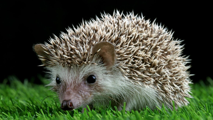 Hedgehog Facts About Spines and Senses