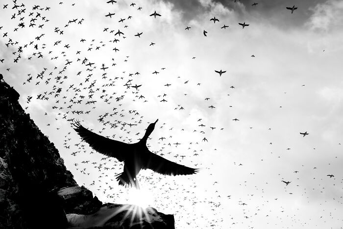 Black And White, Gold Award: The Giant By Jannik Jansons, Germany