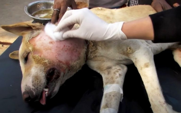 The vet at the shelter was quick to find a major abscess on the dog’s cheek