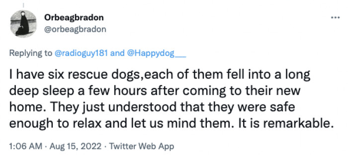 10. It is remarkable when you rescue these dogs