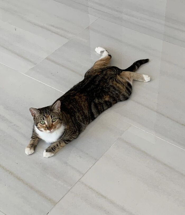 Cat holding “heart hands” pose, crossed paws, affectionate expression