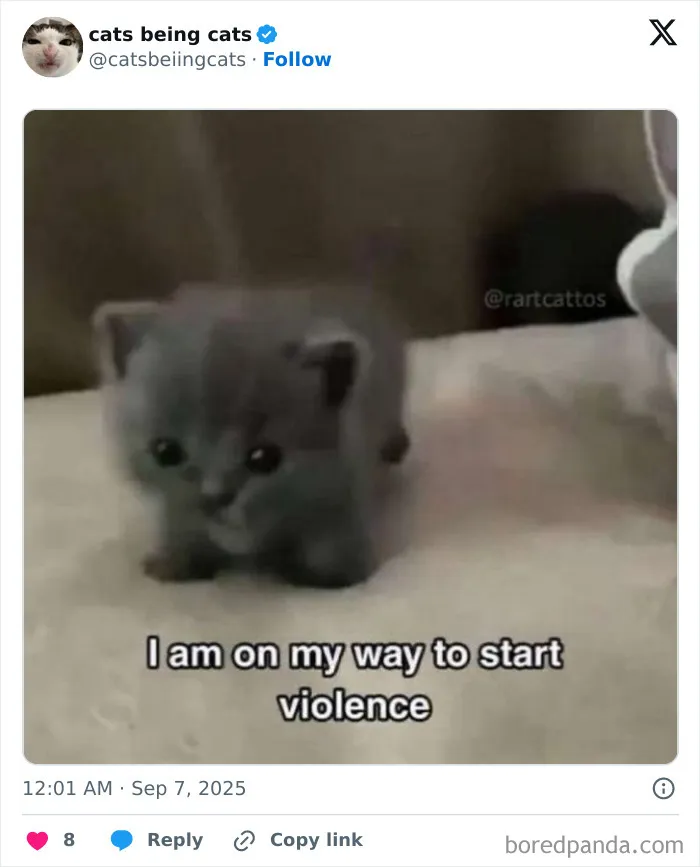 46. Small body. Big plans. Zero remorse.