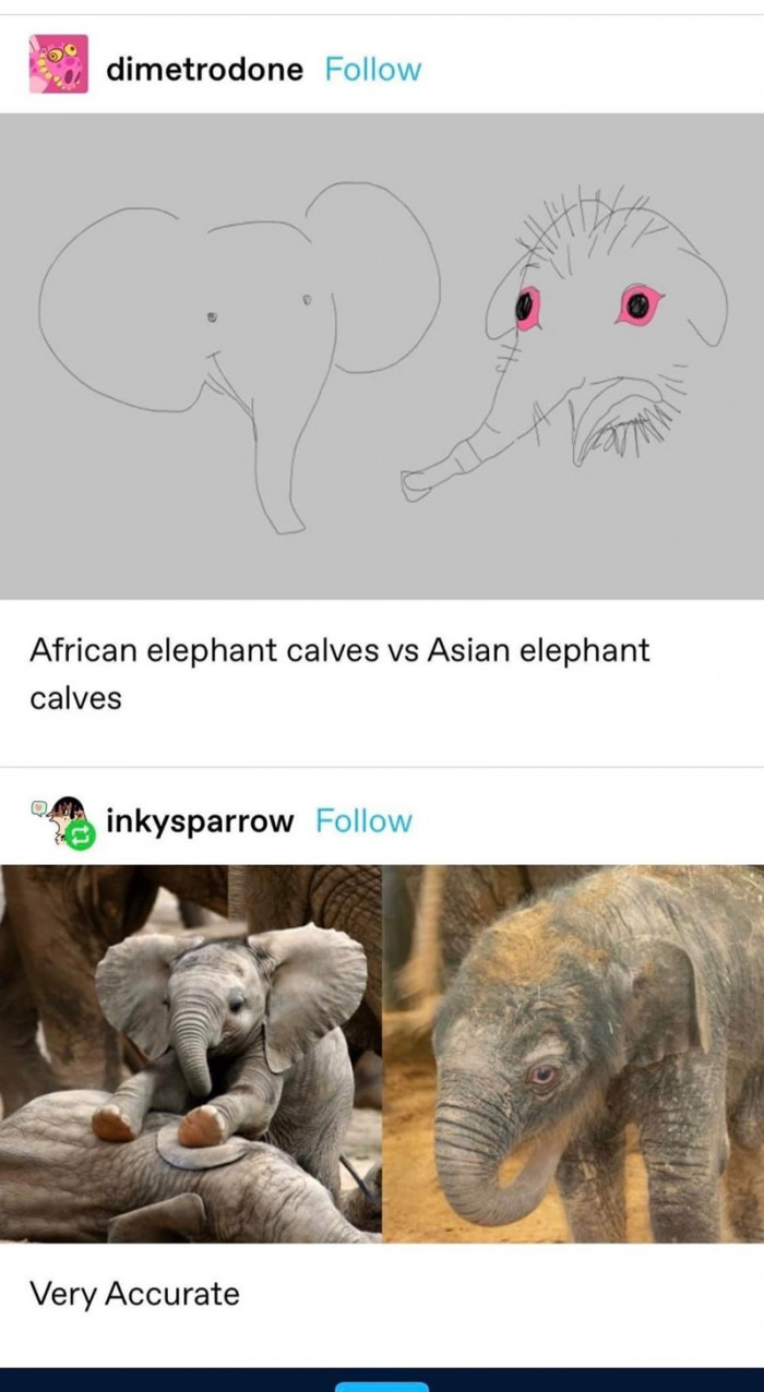 11. African elephants versus Asian elephants