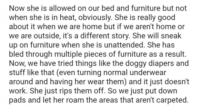 She is allowed on our bed and furniture