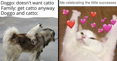 31 Hilarious Photos That Show You The Everyday Struggles Of A Cat Owner