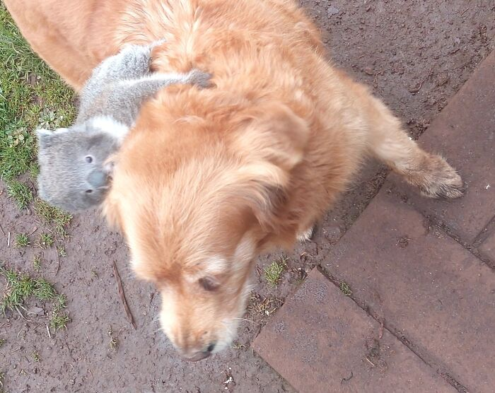 The koala looks completely unfazed hitching a ride on the back of a golden retriever