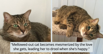 Pregnant Tabby Cat Rescued From A Kill Shelter Drools From Happiness While Waiting For Her Forever Home