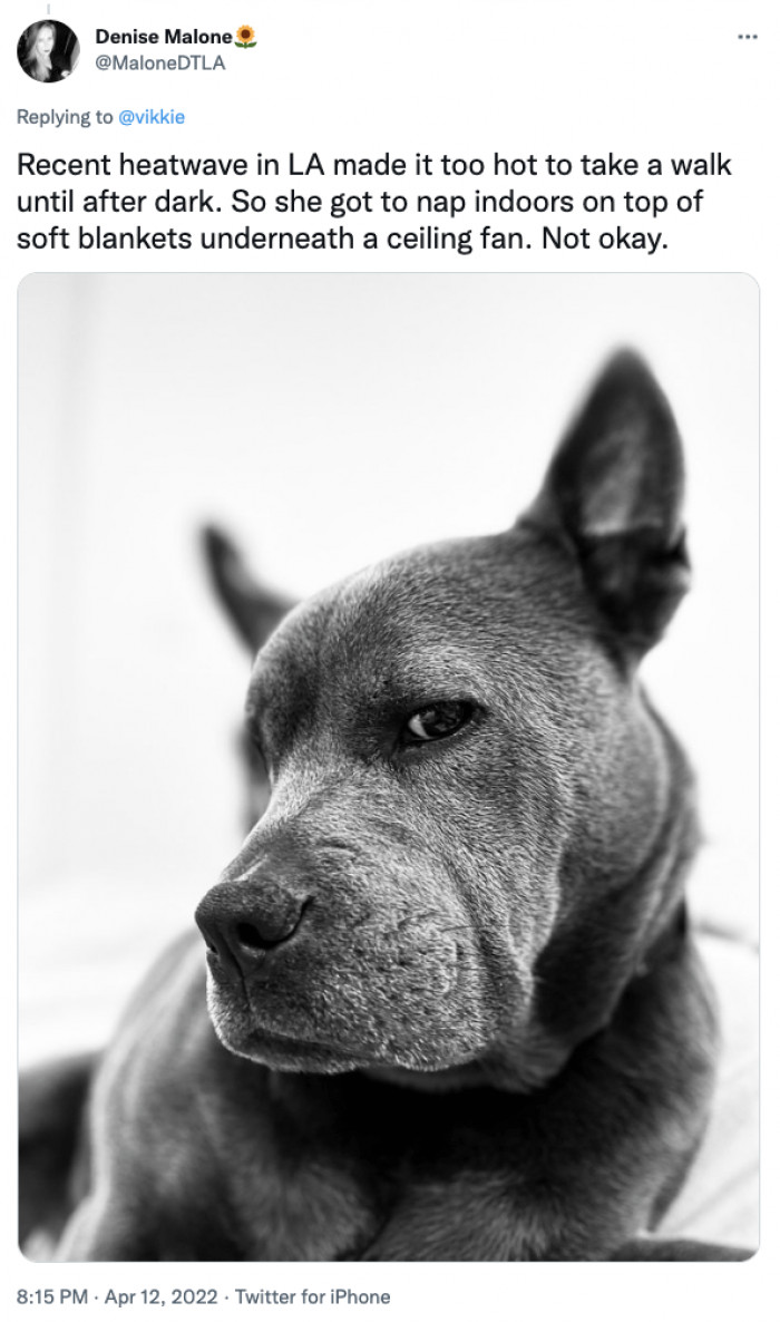 6. She naps indoors on top of soft blankets