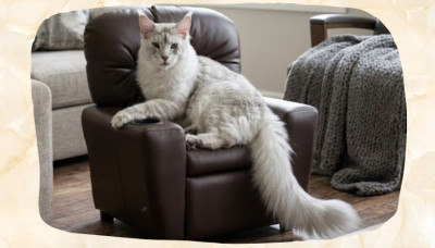 Giant Maine Coon Cats: Do Giant Maine Coons Really Exist?