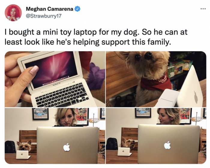 28. He's the senior paw-grammer