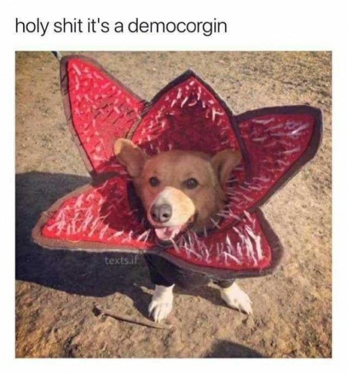 5. And it is one cute democorgin for that matter