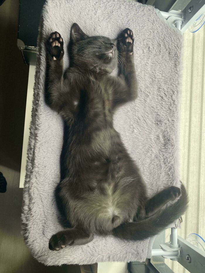 "Our Cat Sleeps Weird"