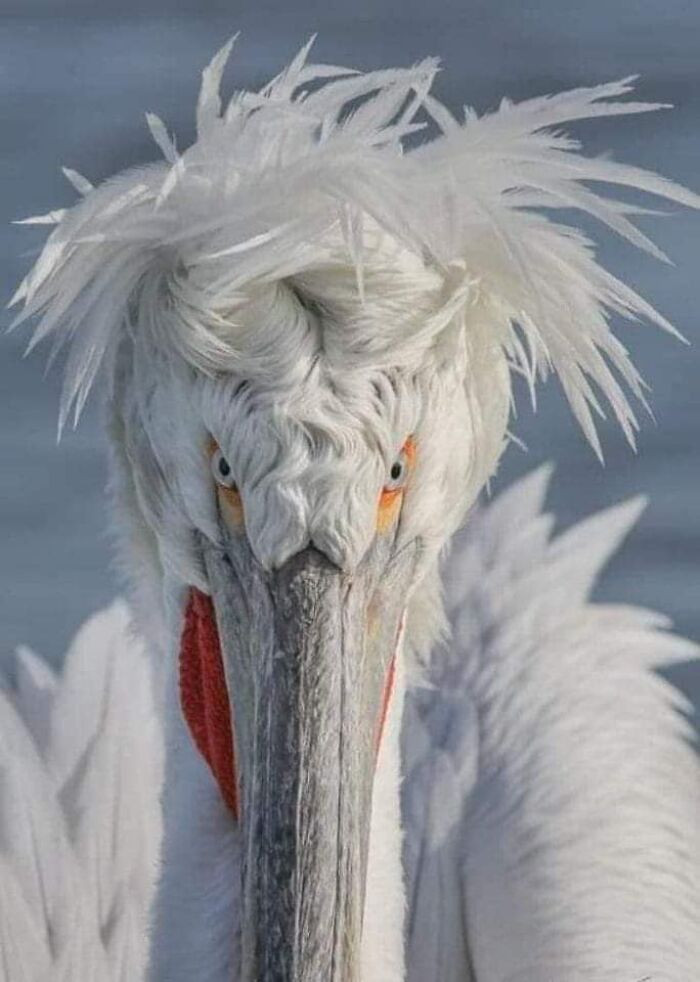 24. The Boris Johnson of birds.