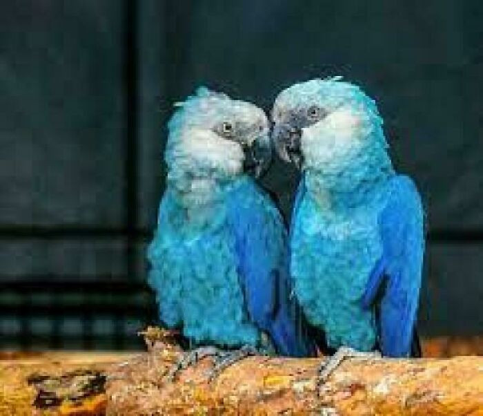 Meet the Spix’s macaw, a parrot native only to Brazil. Once found along the country’s river forests, it disappeared from its natural habitat and was officially declared extinct in the wild in 2019.