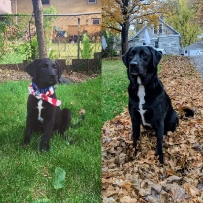 27. According to the owner, Skor, even when he's all grown up, is still frightened of his own bark.