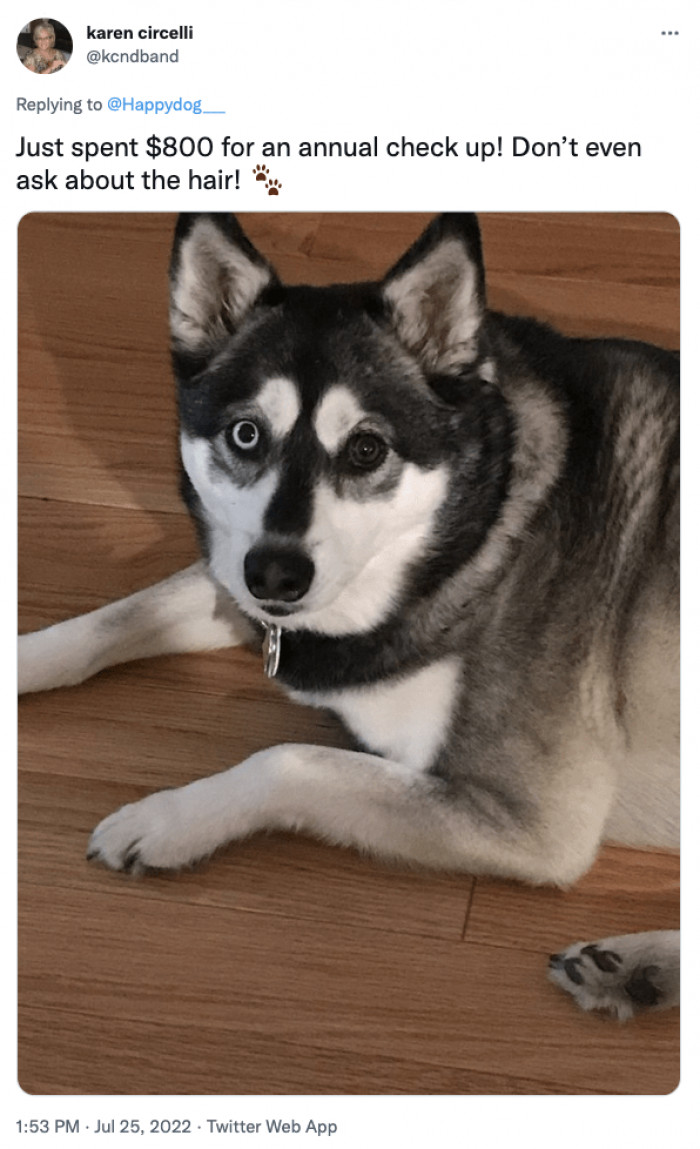 5. Doggos are worth every penny indeed!