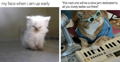 Take A Look At The Most Hilarious Cat Memes Of The Week