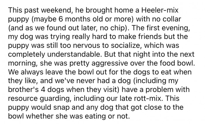 She explained that her dad works outdoors and often finds stray animals, which he sometimes brings home. Recently, he brought home a very nervous Heeler-mix pup.
