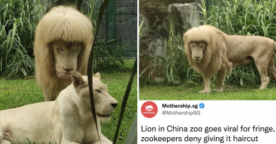 Lion Goes Viral With His Bizarre Hairstyle; Zoo Authorities Insist He Styled Himself